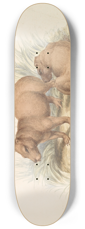 Charles Hamilton Smith - The Capybara. 8.25 inch art skate deck