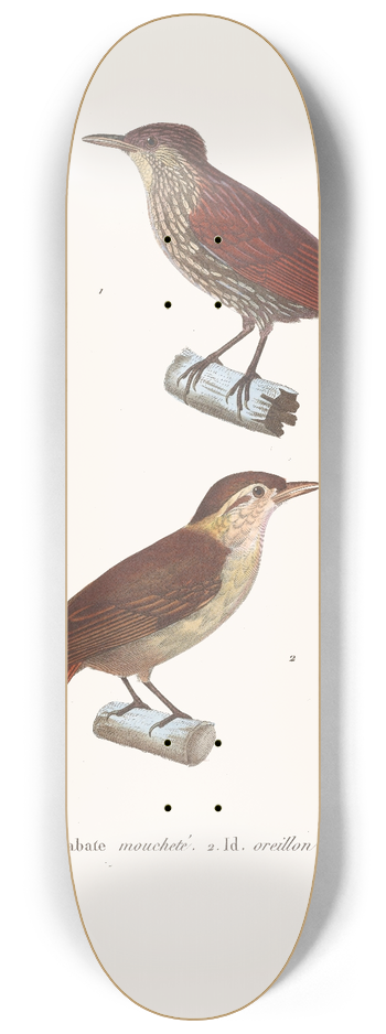 Coenraad Jacob Temminck - Anabate Mouchete 8.25 inch art skate deck