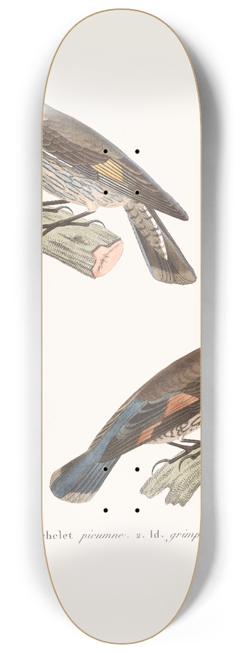 Coenraad Jacob Temminck - chelet Picumne. 8.25 inch art skate deck