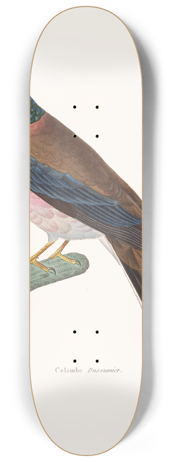 Coenraad Jacob Temminck - Colombe Dusumier. 8.25 inch art skate deck