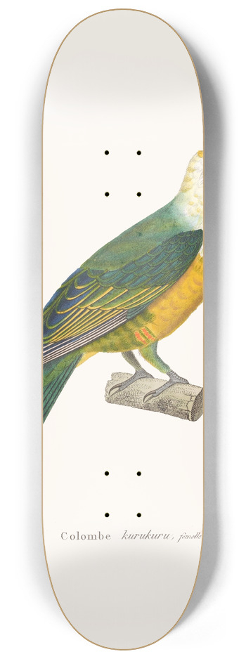Coenraad Jacob Temminck - Colombe Kurukuru 8.25 inch art skate deck