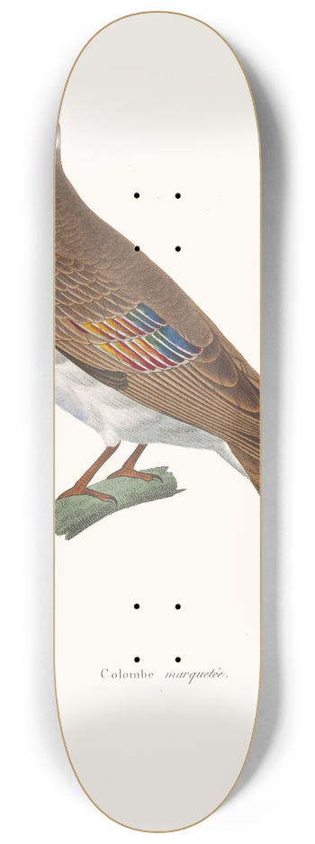 Coenraad Jacob Temminck - Colombe Marquete 8.25 inch art skate deck