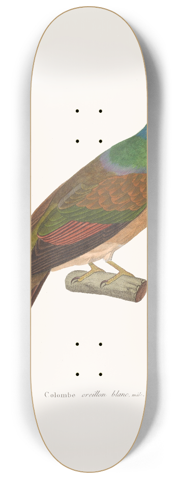Coenraad Jacob Temminck - Colombe Oreillon Blanc 8.25 inch art skate deck