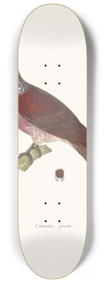 Coenraad Jacob Temminck - Colombe Peinte 8.25 inch art skate deck