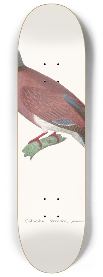 Coenraad Jacob Temminck - Colombe Terrestre Female 8.25 inch art skate deck