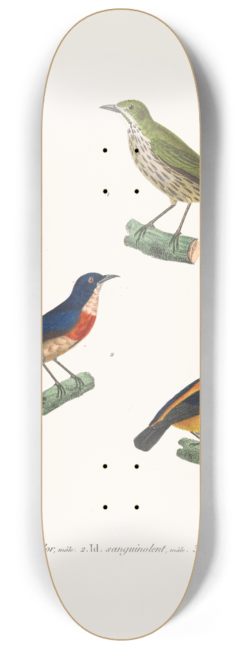 Coenraad Jacob Temminck - Dice Cudor. 8.25 inch art skate deck