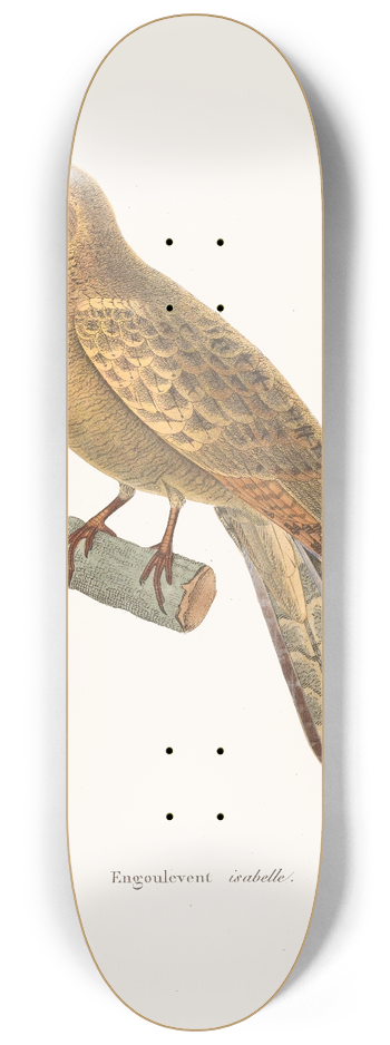 Coenraad Jacob Temminck - Engoulevent Isabelle. 8.25 inch art skate deck