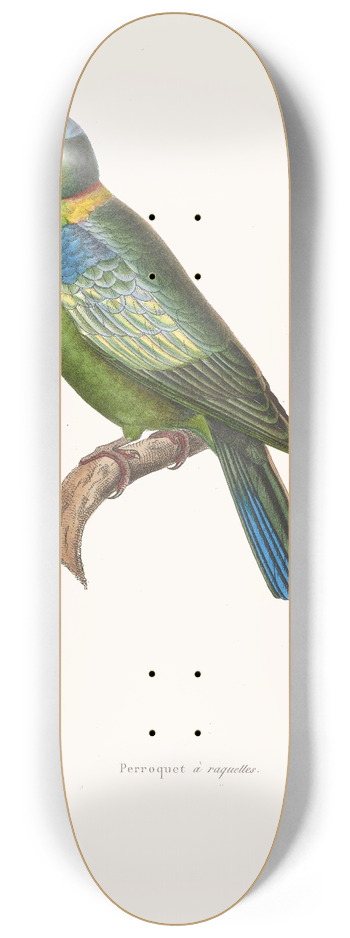 Coenraad Jacob Temminck - Perroquet A Raquettes 8.25 inch art skate deck