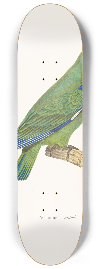 Coenraad Jacob Temminck - Perroquet Mitre 8.25 inch art skate deck