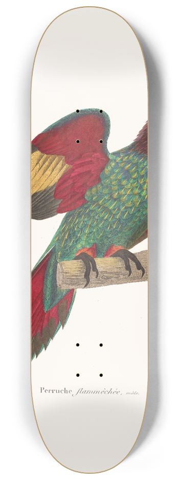 Coenraad Jacob Temminck - Perruche Flammche. 8.25 inch art skate deck
