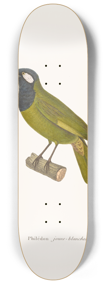 Coenraad Jacob Temminck - Philedon Joues Blanches. 8.25 inch art skate deck