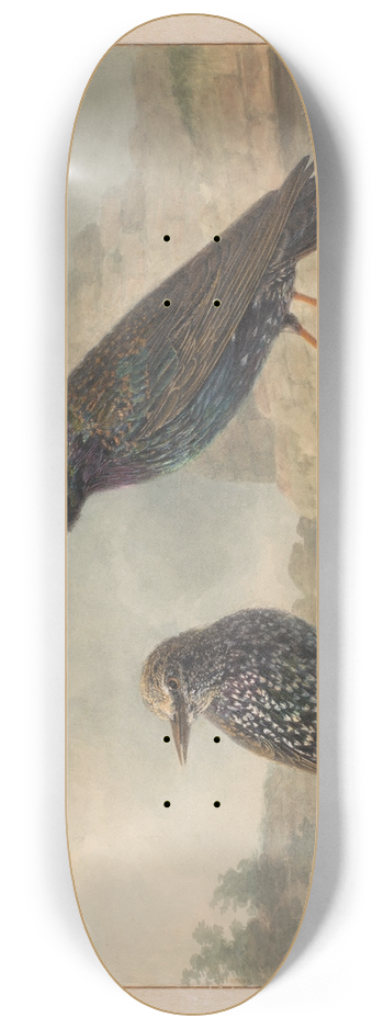 Cornelis van Hardenbergh - Twee spreeuwen 8.25 inch art skate deck