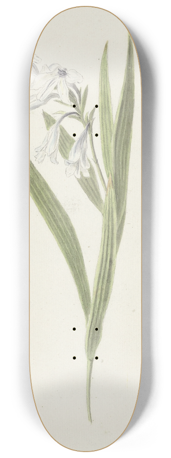Cornelis van Noorde - Fresia 8.25 inch art skate deck
