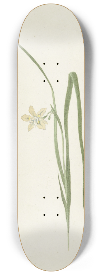 Cornelis van Noorde - Iris 8.25 inch art skate deck