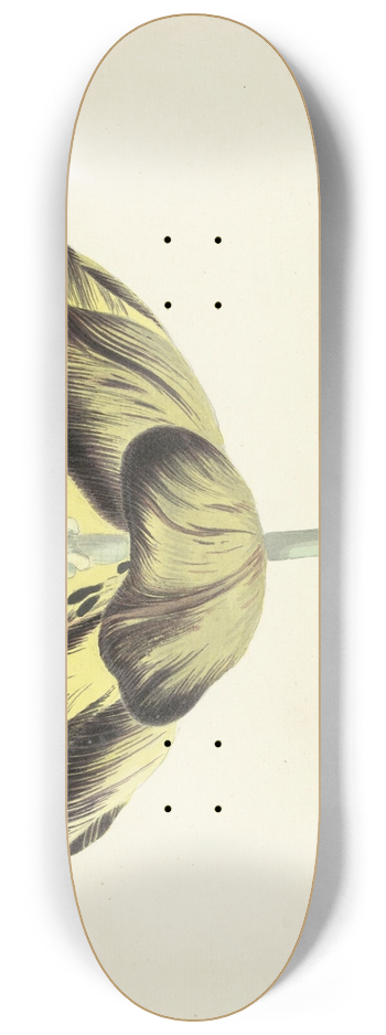 Cornelis van Noorde - Tulp genaamd Bizard Egiptienne 8.25 inch art skate deck