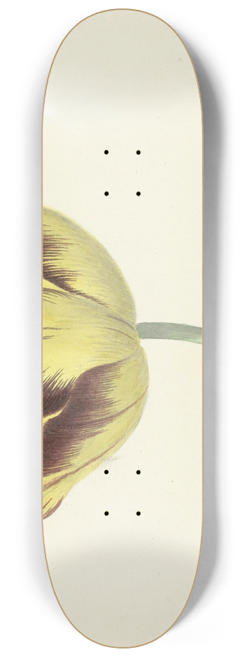 Cornelis van Noorde - Tulp genaamd Bizard Le Febure No. 1 8.25 inch art skate deck