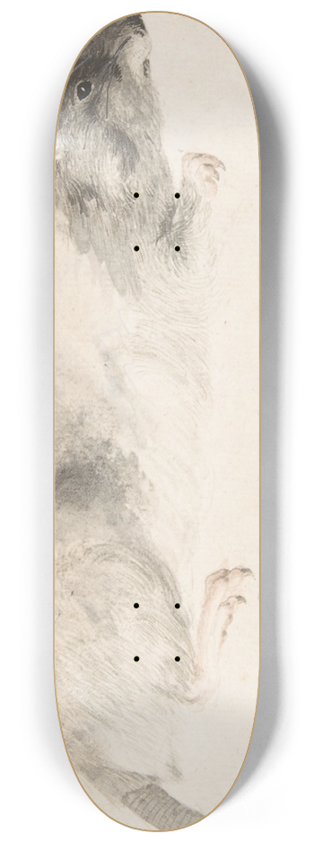 Count Giorgio Durante - A Rat Seen in Profile 8.25 inch art skate deck