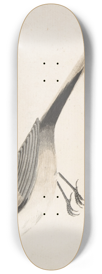 Count Giorgio Durante - Long-Tailed Bird Seen in Profile. 8.25 inch art skate deck