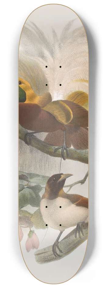 Daniel Giraud Elliot - Paradisea minor 8.25 inch art skate deck