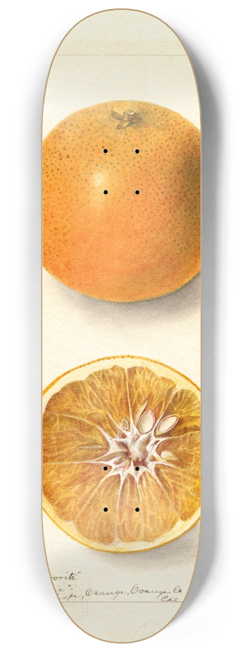 Deborah Griscom Passmore - Citrus sinensis: Bishops Favorite 8.25 inch art skate deck