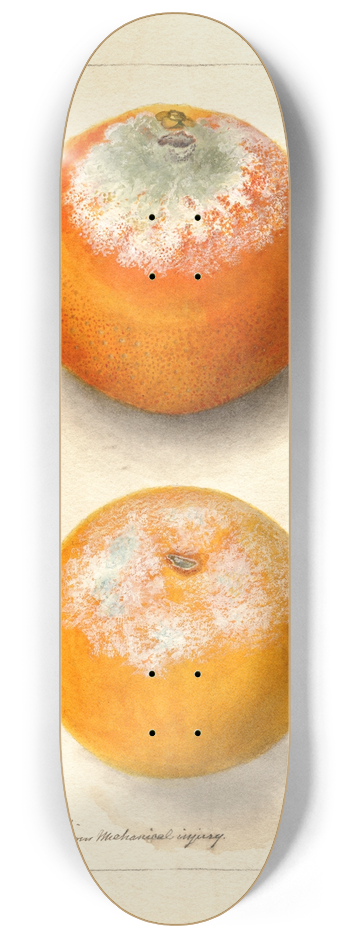 Deborah Griscom Passmore - Citrus sinensis 8.25 inch art skate deck