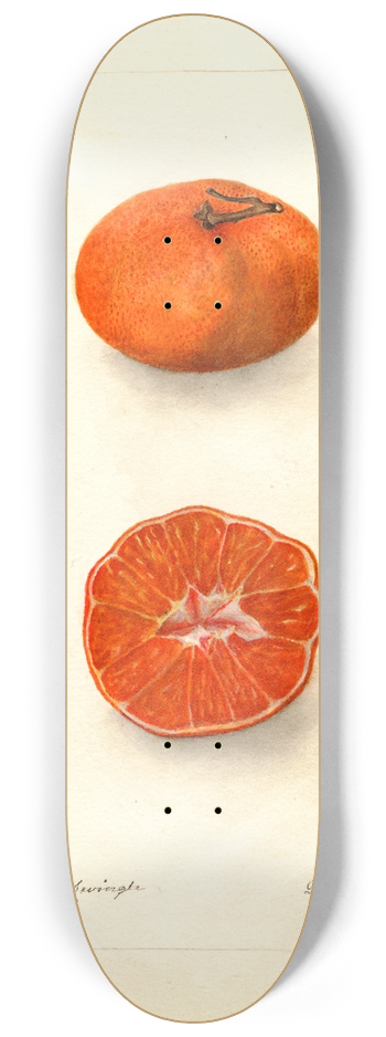 Deborah Griscom Passmore - Citrus sinensis: Early Un-Shu 8.25 inch art skate deck