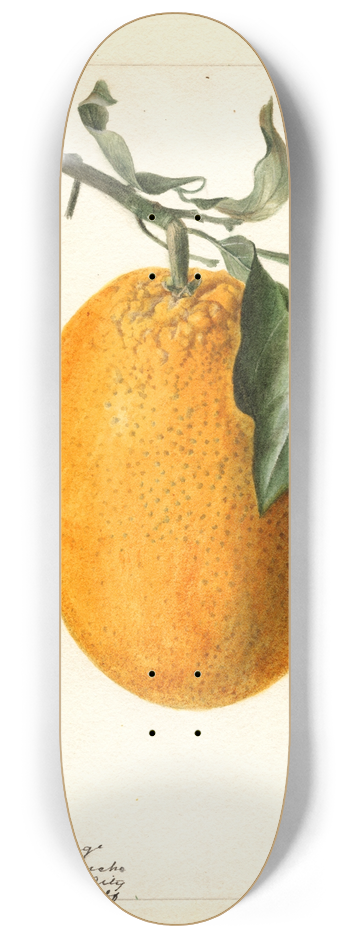Deborah Griscom Passmore - Citrus sinensis: Joppa 8.25 inch art skate deck