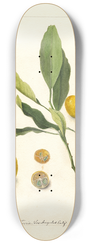Deborah Griscom Passmore - Fortunella 8.25 inch art skate deck