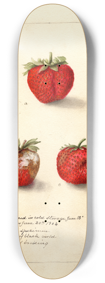 Deborah Griscom Passmore - Fragaria: Gandy 8.25 inch art skate deck