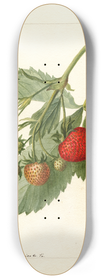 Deborah Griscom Passmore - Fragaria: Thompson 8.25 inch art skate deck