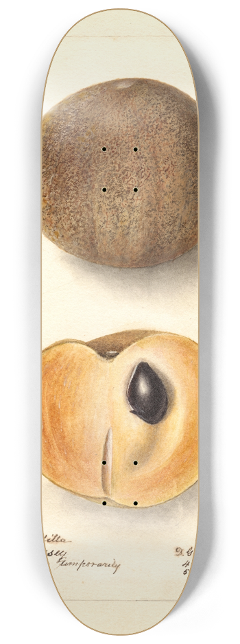 Deborah Griscom Passmore - Manilkara zapota: No 8.25 inch art skate deck