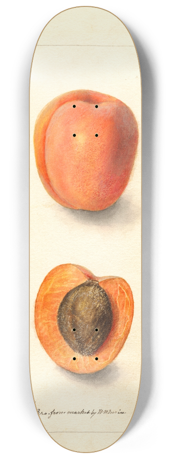 Deborah Griscom Passmore - Prunus domestica: Montgamet 8.25 inch art skate deck