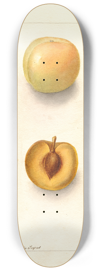 Deborah Griscom Passmore - Prunus domestica: Normand 8.25 inch art skate deck