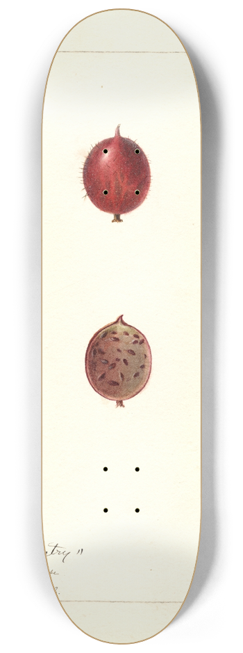 Deborah Griscom Passmore - Ribes: Industry 8.25 inch art skate deck