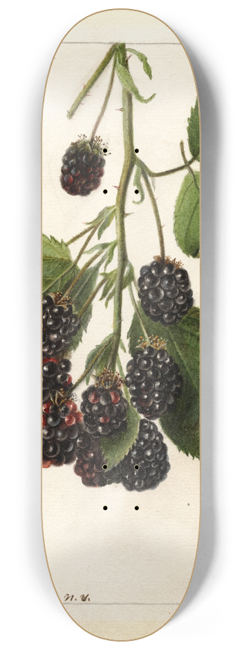 Deborah Griscom Passmore - Rubus: Blowers 8.25 inch art skate deck