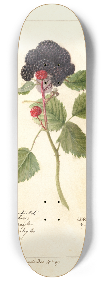 Deborah Griscom Passmore - Rubus: Winfield 8.25 inch art skate deck