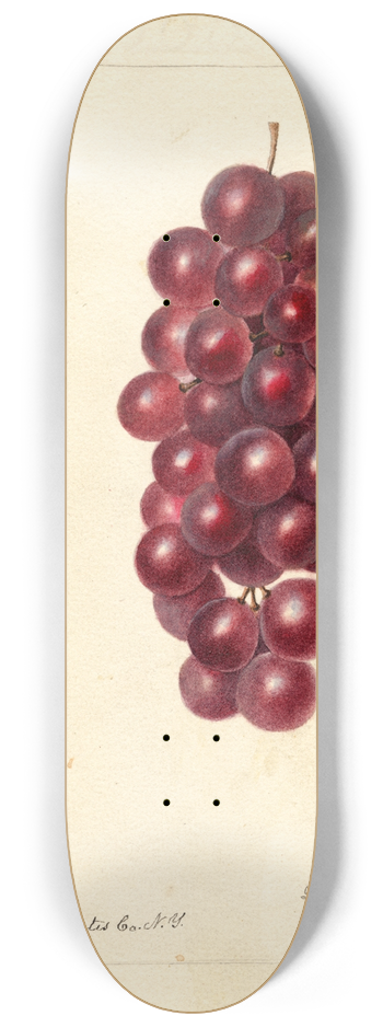 Deborah Griscom Passmore - Vitis: Jacob Moore 8.25 inch art skate deck