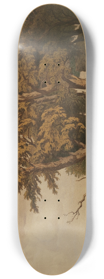 Edmund Kanoldt - Eichen 8.25 inch art skate deck