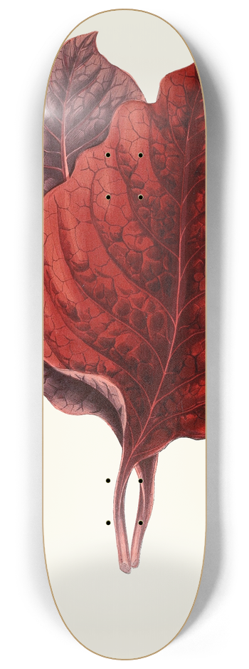 Edward Joseph Lowe - Amarantus Melancholicus 8.25 inch art skate deck