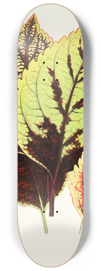 Edward Joseph Lowe - Coleus Blumei 8.25 inch art skate deck
