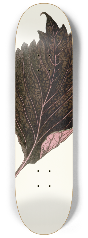 Edward Joseph Lowe - Perilla Nankinensis 8.25 inch art skate deck
