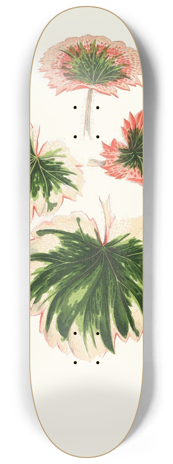 Edward Joseph Lowe - Saxifraga Fortunei 8.25 inch art skate deck