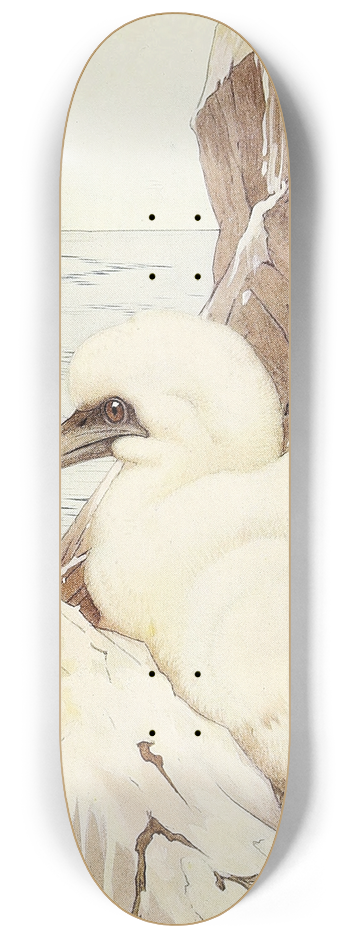 Edward Julius Detmold - The Gannet 8.25 inch art skate deck