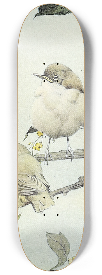 Edward Julius Detmold - The Willow Warbler 8.25 inch art skate deck