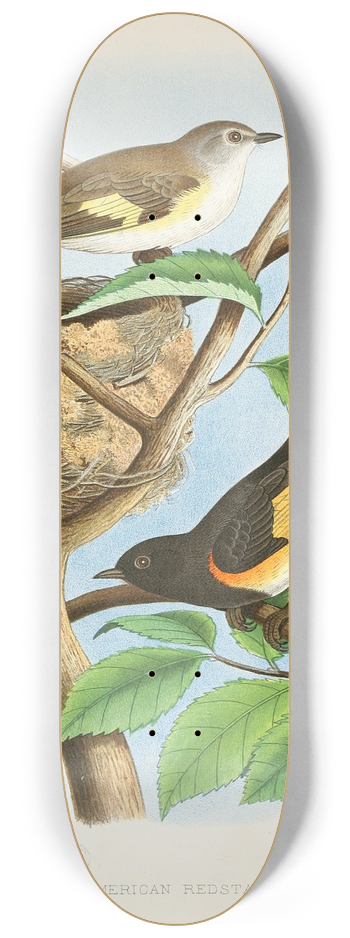 Edwin L. Sheppard - American Redstart 8.25 inch art skate deck