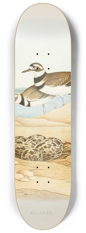 Edwin L. Sheppard - Killdeer 8.25 inch art skate deck