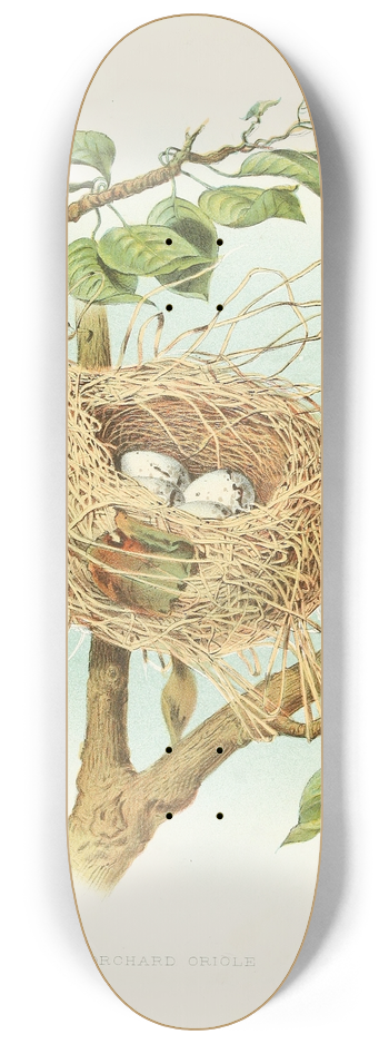 Edwin L. Sheppard - Orchard Oriole 8.25 inch art skate deck