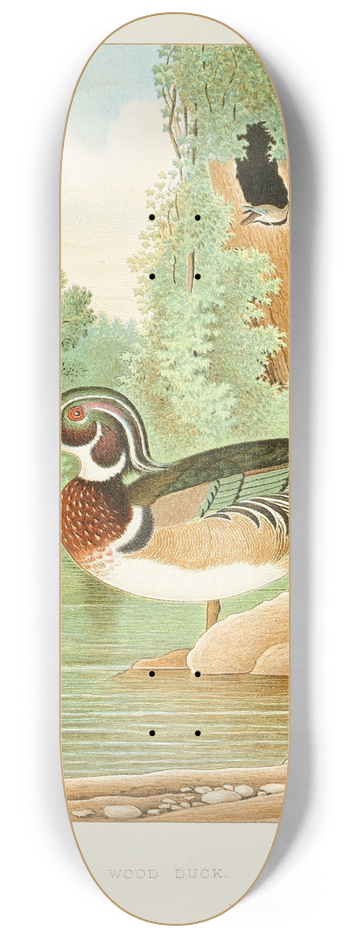 Edwin L. Sheppard - Wood Duck 8.25 inch art skate deck
