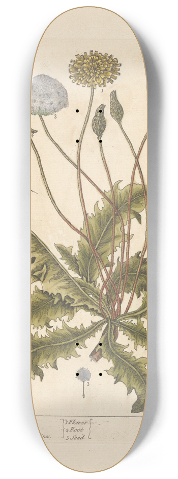 Elizabeth Blackwell - Dandelion 8.25 inch art skate deck