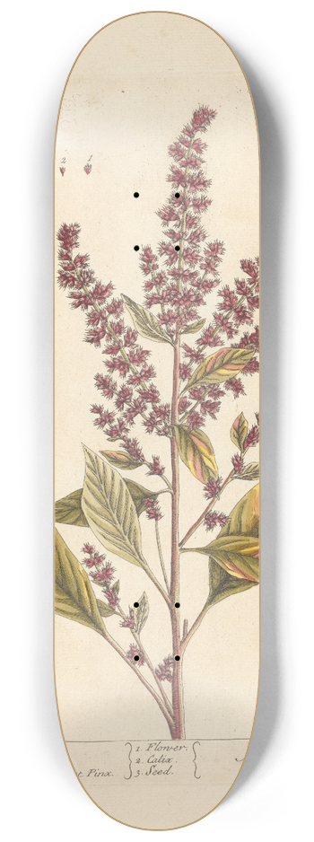 Elizabeth Blackwell - Flower gentle 8.25 inch art skate deck